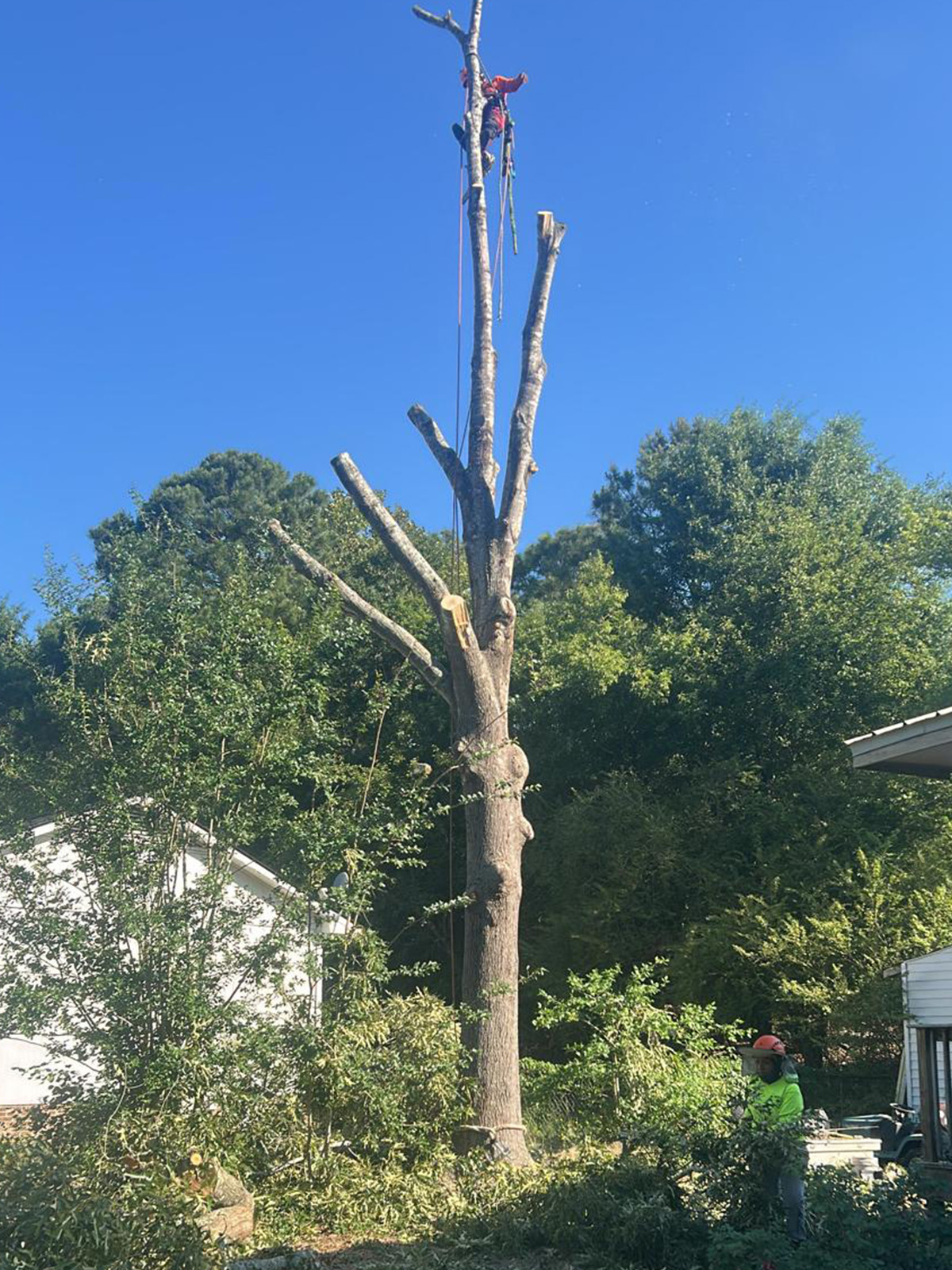Professional Landscaping Services
